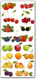 Fresh fruits and berries vectors