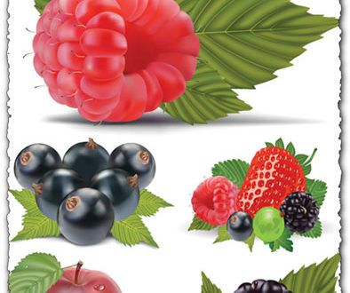 Fruit vector with berries and apples