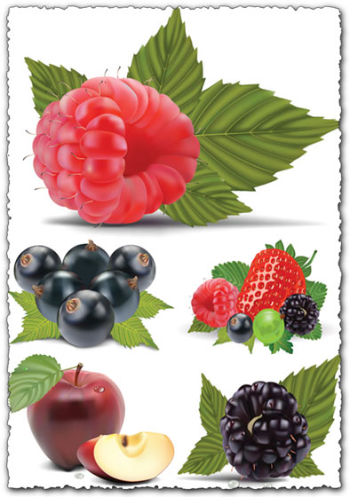 Fruit vector with berries and apples