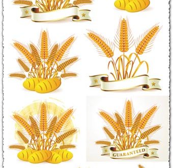 Golden wheat vectors