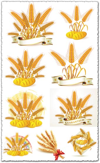 Golden wheat vectors