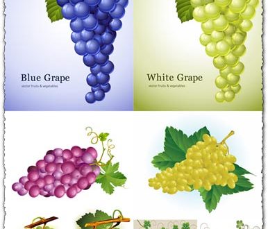Grapes vectors with different colors and shapes