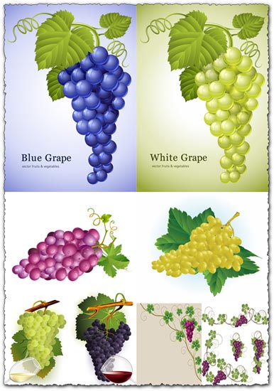 Grapes vectors with different colors and shapes
