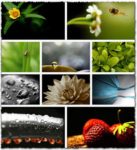 Flowers and plants wallpapers