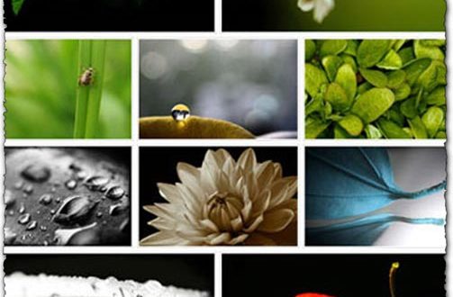Flowers and plants wallpapers