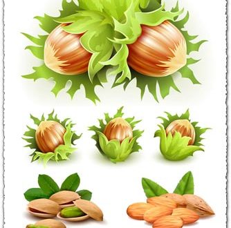 Green filbert nuts vectors