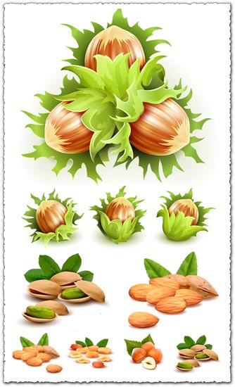 Green filbert nuts vectors