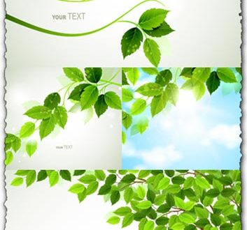 Green spring leaves