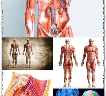 Human anatomy images