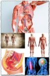 Human anatomy images