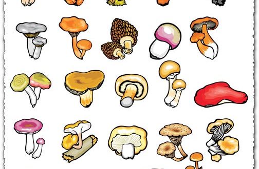 Mushroom vector drawing