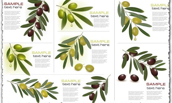 Olive branch vector cards
