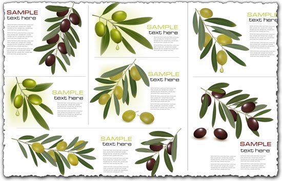 Olive branch vector cards