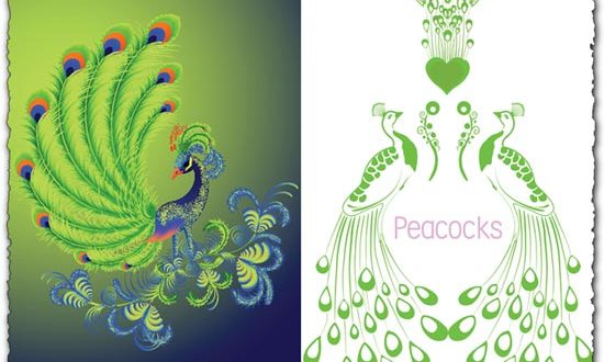 Peacock vector design