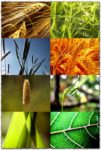 Plants and nature wallpapers