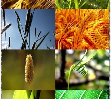 Plants and nature wallpapers