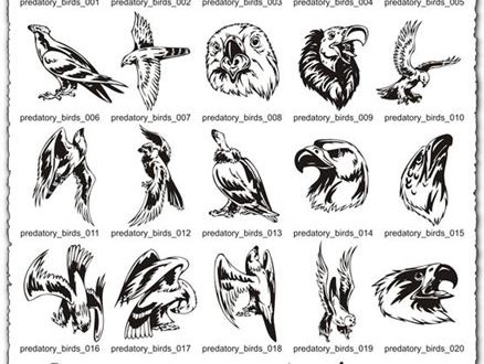 Predatory Birds Vector EPS