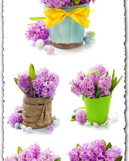 Purple hyacinths in creative baskets