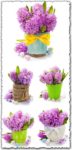 Purple hyacinths in creative baskets