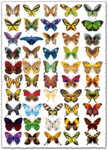 Realistic butterflies vectors