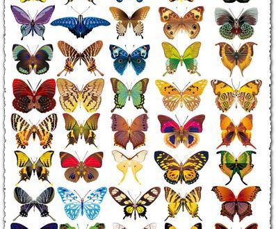 Realistic butterflies vectors