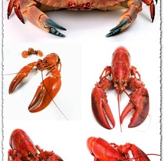 Seafood and lobsters images collection