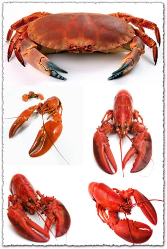 Seafood and lobsters images collection