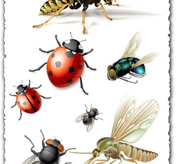 Vector insects design