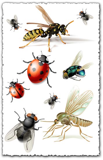 Vector insects design